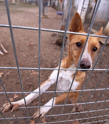 Campaña navideña para la adopción responsable de mascotas