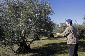 La campaña de aceituna se reducirá entre un 60 y un 70%