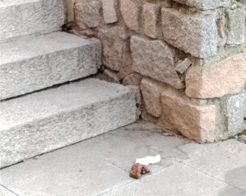 Ya hay en Ávila jóvenes que hacen sus necesidades en la calle