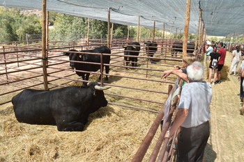 Todo preparado para la XXX Feria de Ganado de Piedrahíta