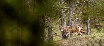 Tras las huellas del lobo