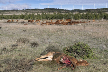 El Congreso Nacional del Lobo denuncia pérdidas de 4 millones