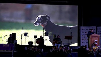 Madrigal acoge con orgullo ‘su’ Campeonato de España de Galgos