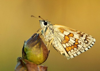 La Mariposa del Año 2025 podría ser abulense