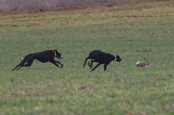 Nuevo retraso en la fase final del Nacional de Galgos