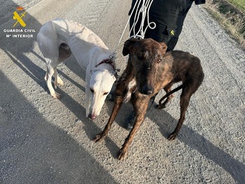 Investigado por furtivismo en Mamblas tras recuperar 2 galgos