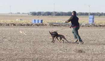 Sorteadas las colleras, el Nacional de Galgos arranca el día 9